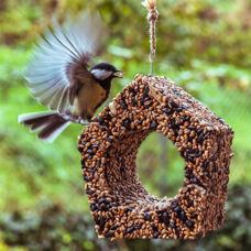 Vogelhaus
La Cabane à oiseaux