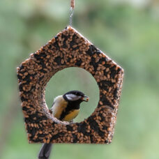 Vogelhaus
La Cabane à oiseaux