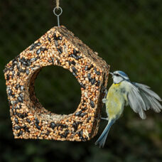 Vogelhaus
La Cabane à oiseaux
