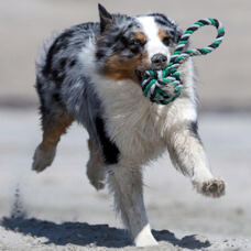 Dog toy slingshot ball
green/black
