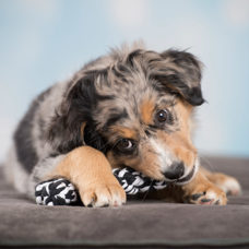 Hundetoy
"Bonnie Bone" schwarz