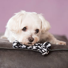 Hundetoy
"Bonnie Bone" schwarz