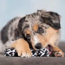 Hundetoy
"Bonnie Bone" schwarz