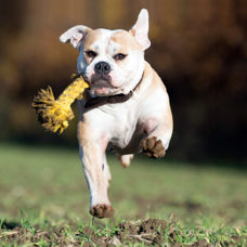 Hundetoy
"Leo Löwe - Roarrr!"