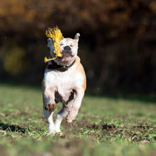 Hundetoy
"Leo Löwe - Roarrr!"