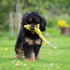 Jouet pour chien
"Gretchen Giraffe"