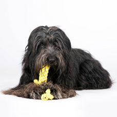 Jouet pour chien
"Gretchen Giraffe"