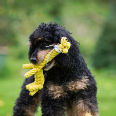 Jouet pour chien
"Gretchen Giraffe"