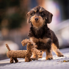 Hundetoy
"Diego Dackel"