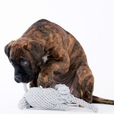 Hundetoy
"Elton Elefant"