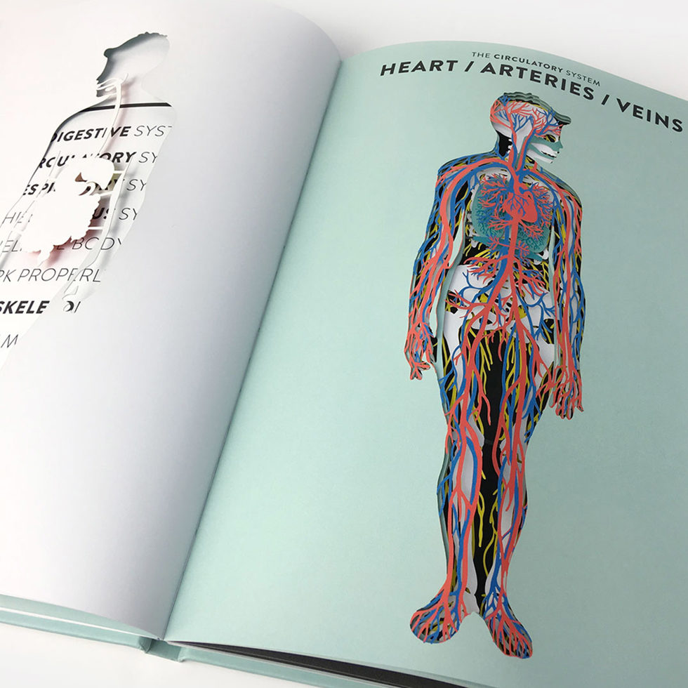 Anatomy 