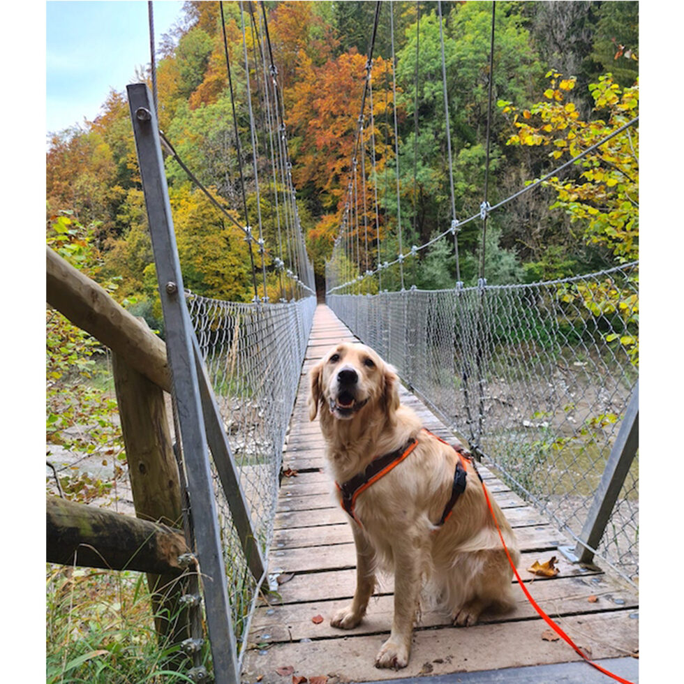 Experience Switzerland with dog 