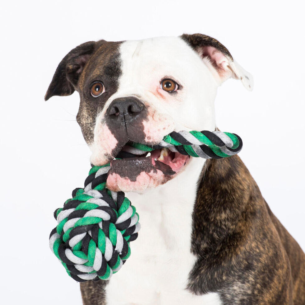 Dog toy slingshot ball
green/black 